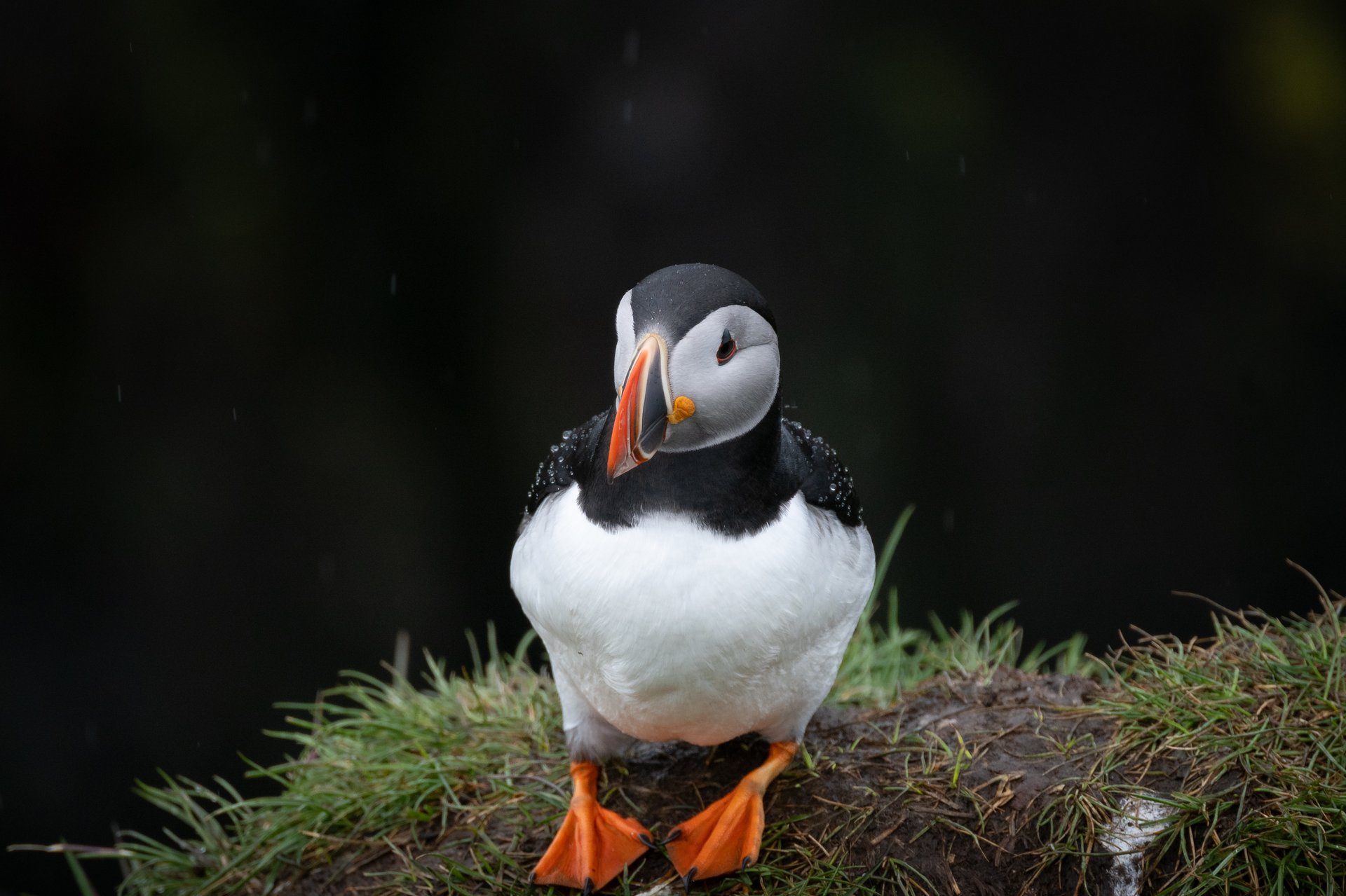 Puffins Borgarfjörður Eystri close encounter colorful beaks