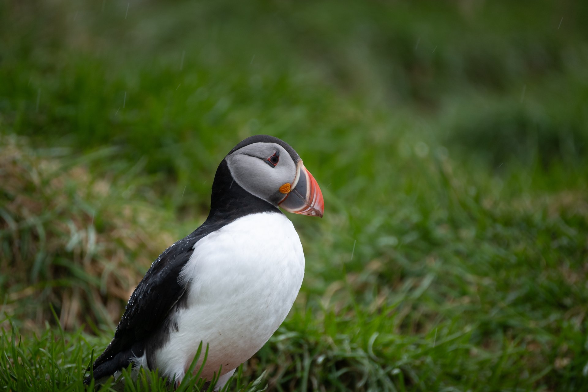 Puffin portrait Atlantic puffin Iceland wildlife photography