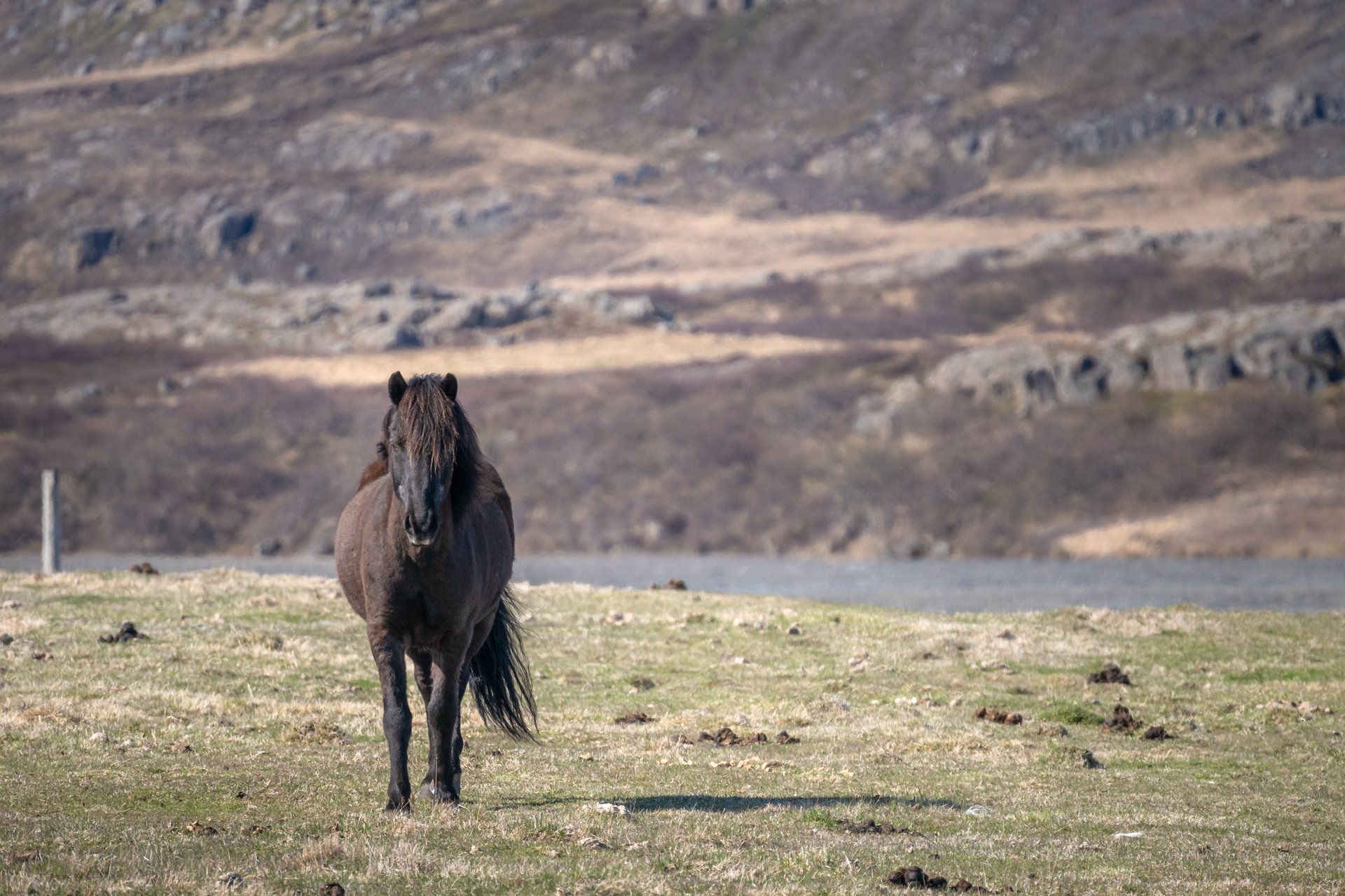 Icelandic horses friendly encounter backroad adventure