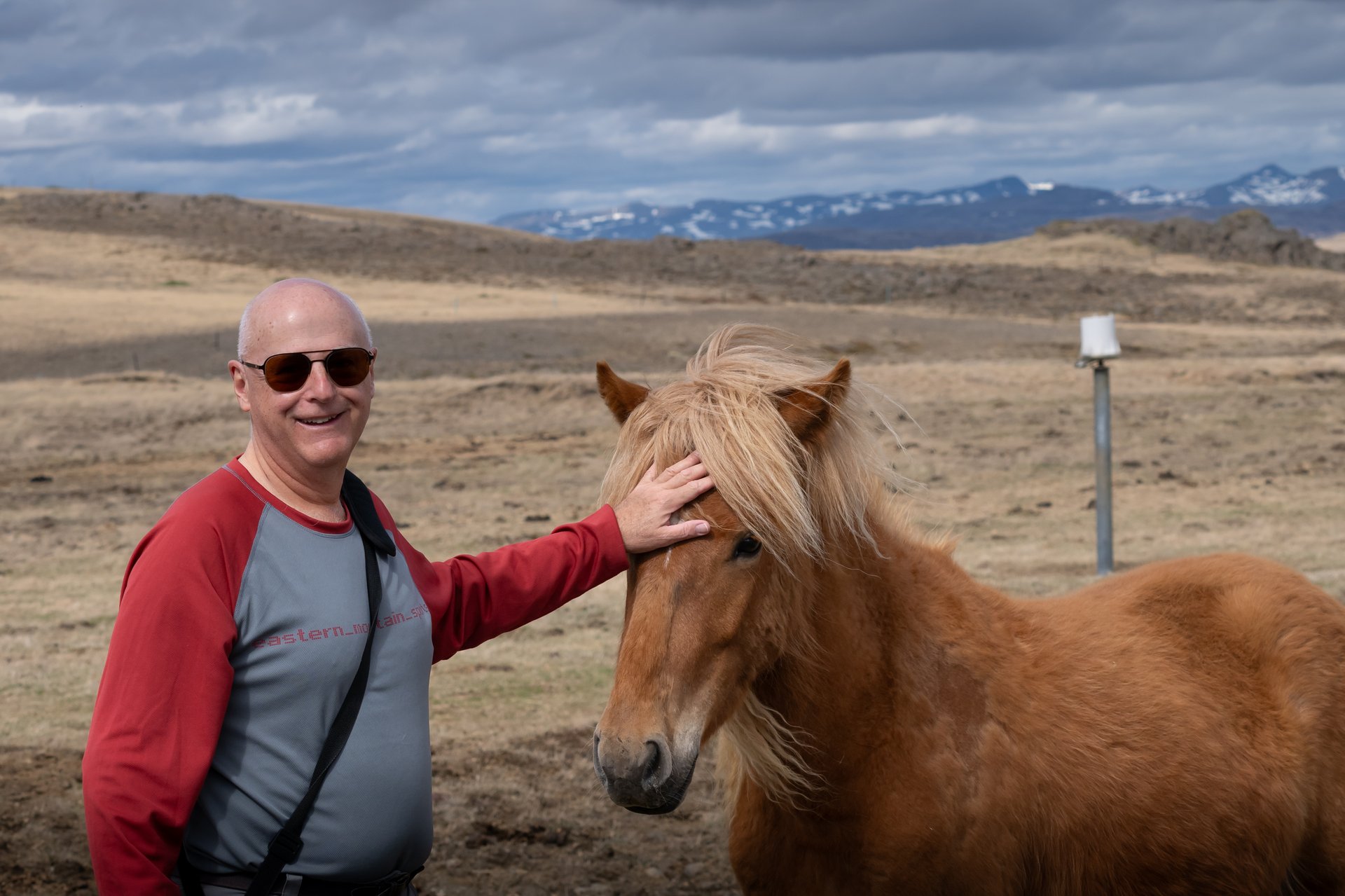 Icelandic horses West Iceland friendly curious beautiful