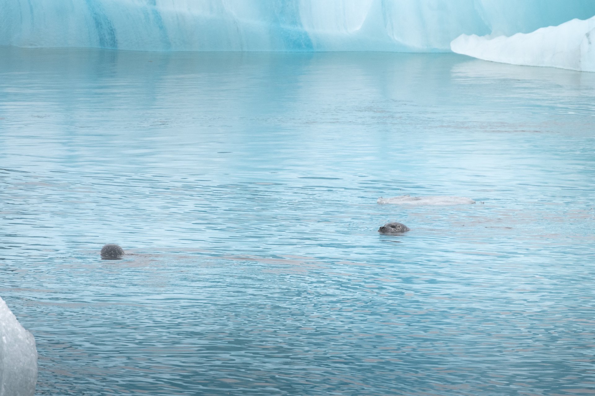 Seals swimming Jökulsárlón lagoon wildlife Iceland