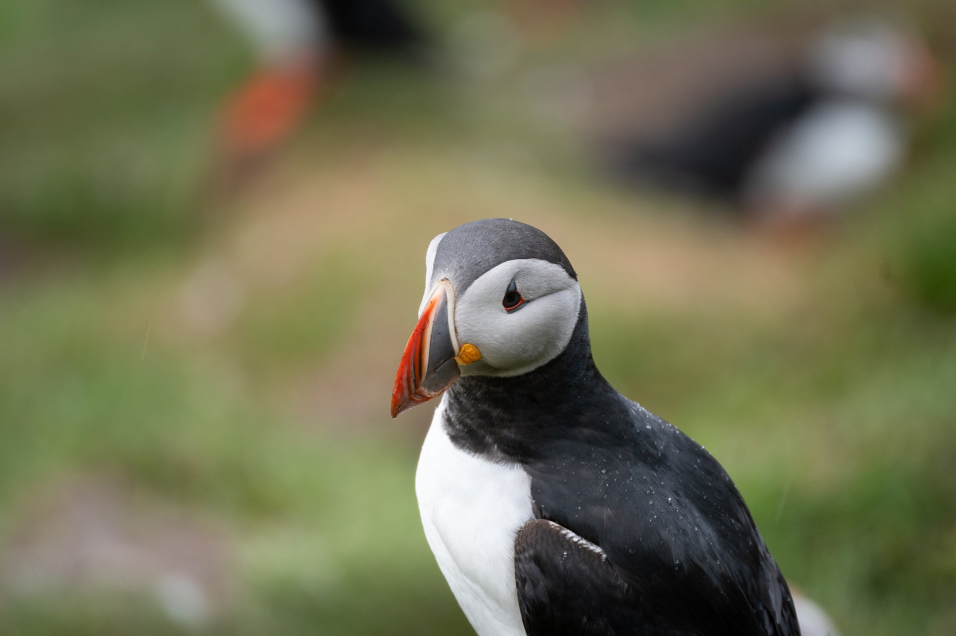 Iceland Ring Road itinerary in late May with midnight sun and open roads