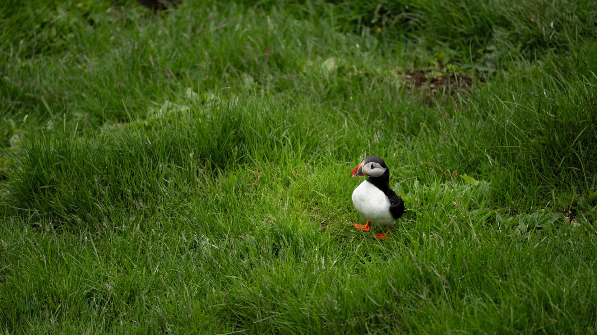 Atlantic puffin on the cliffs of Heimaey in the Westman Islands