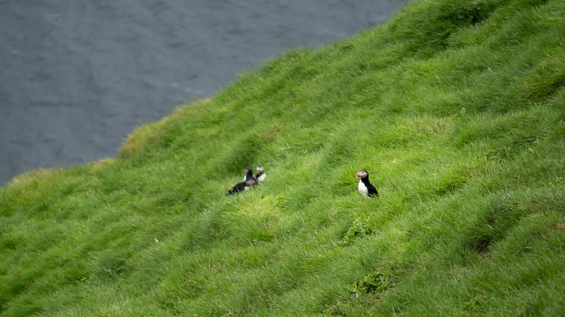 Puffin in flight above the Stórhöfði headland, Westman Islands