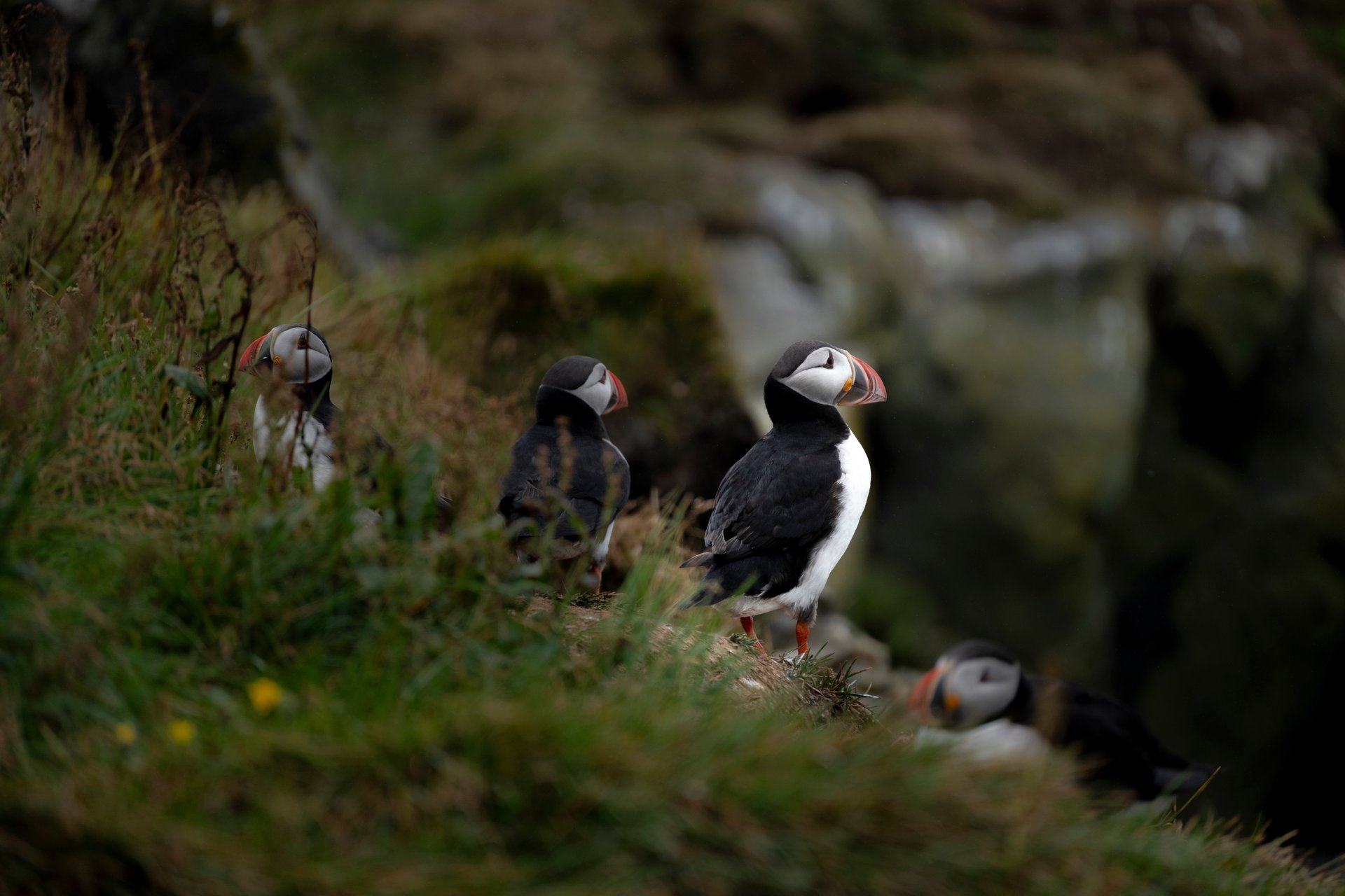 Westman Islands Heimaey volcanic landscape Iceland puffins