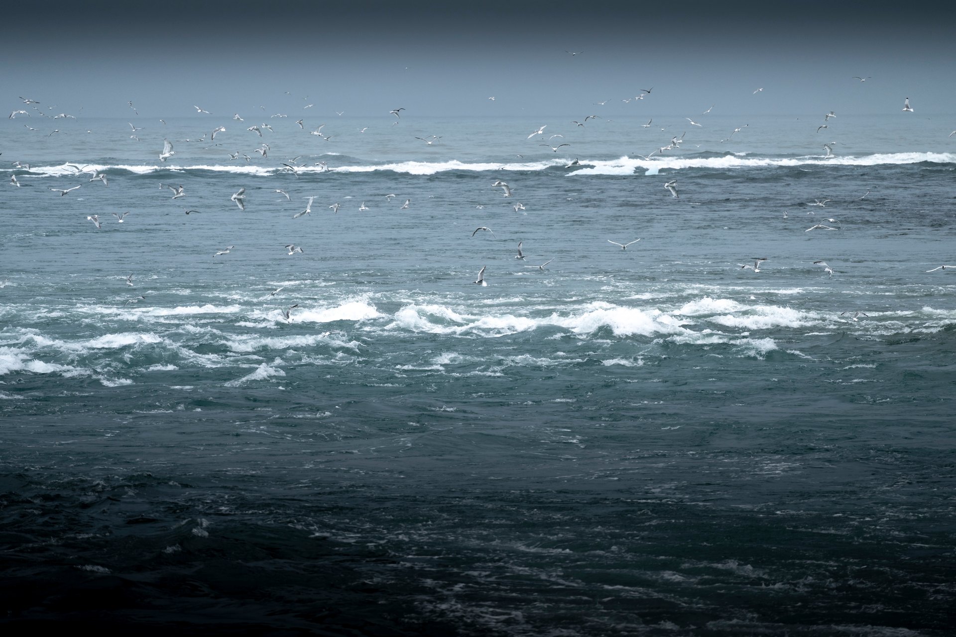 Sternes arctiques le long de la Côte Sud