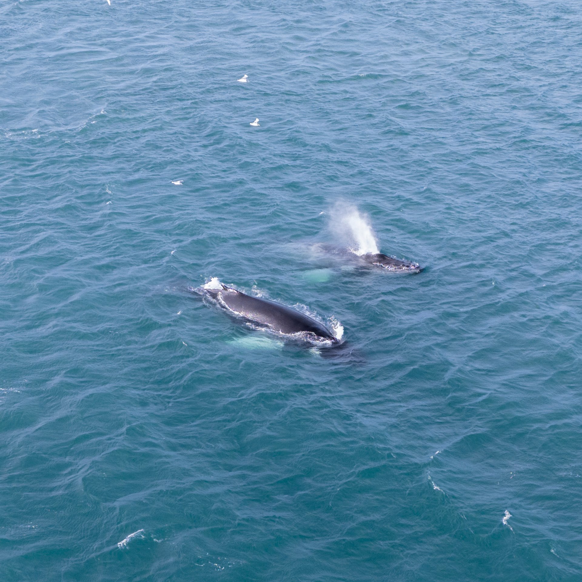 Couple of whales breaching during whale watching excursion