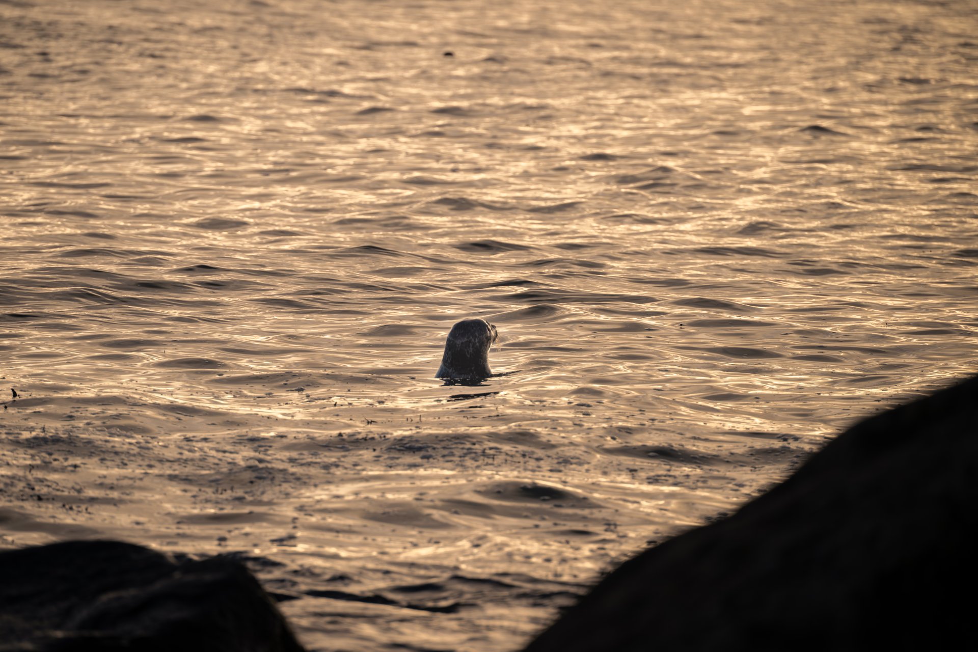 Plage de Ytri Tunga dans la lumière dorée du soir