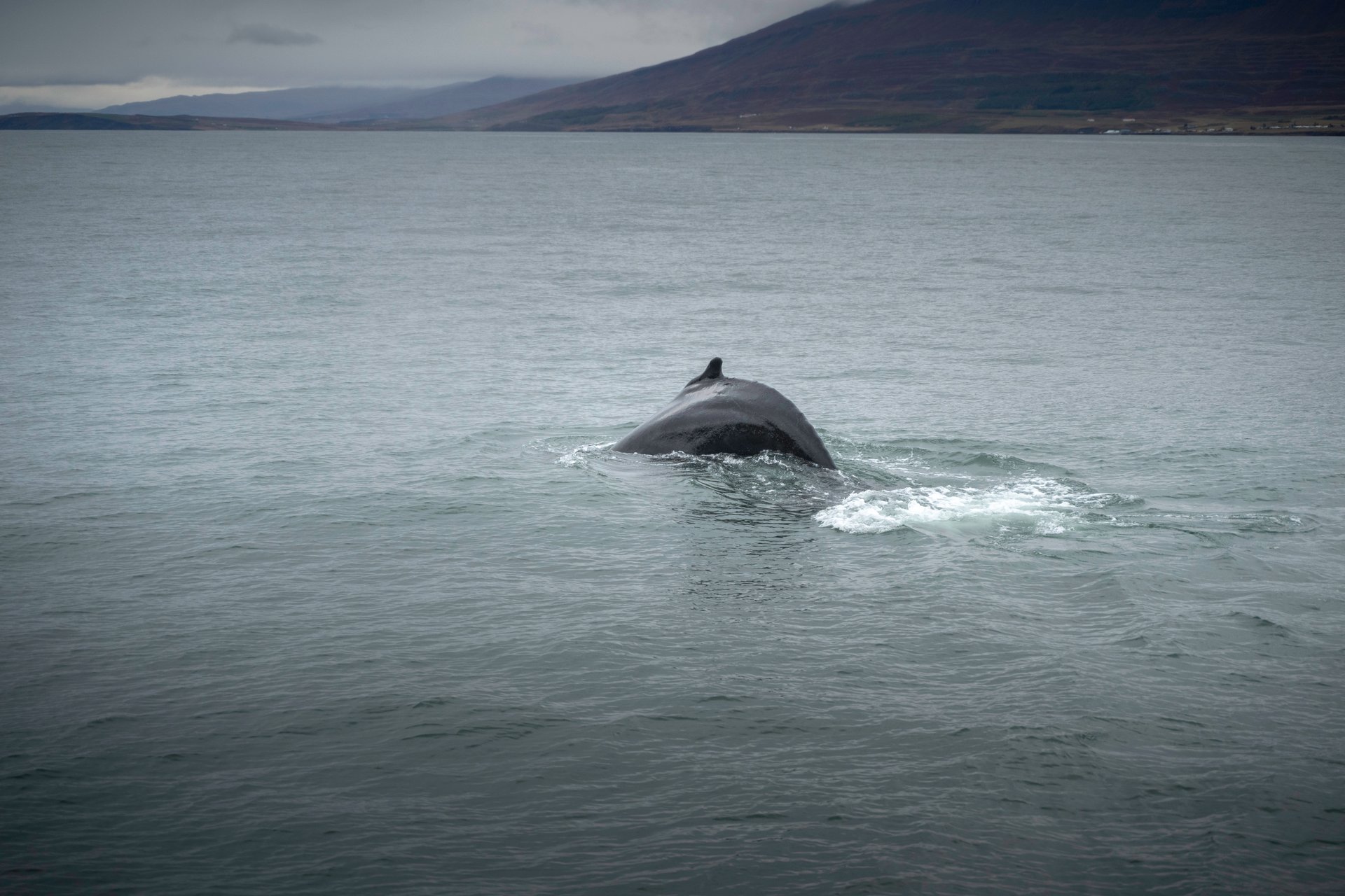 Baleine à bosse sautant au large de Húsavík nord Islande