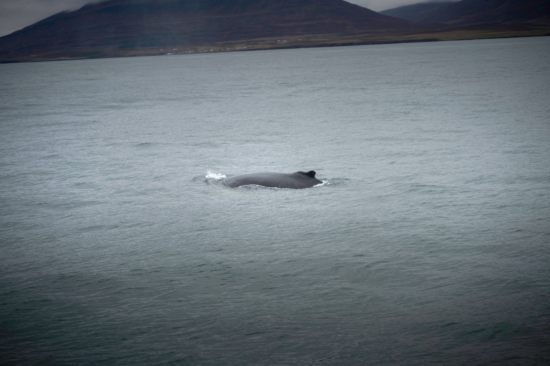 Bateau d'observation des baleines au large du nord de l'Islande près d'Akureyri