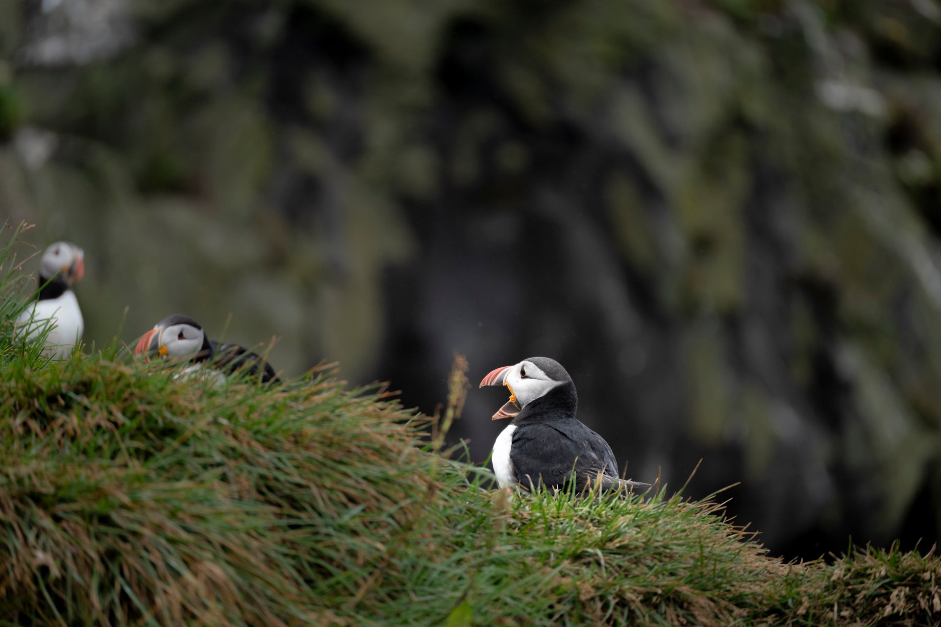 Macareux moines posés sur une falaise herbeuse en Islande pendant la saison de nidification