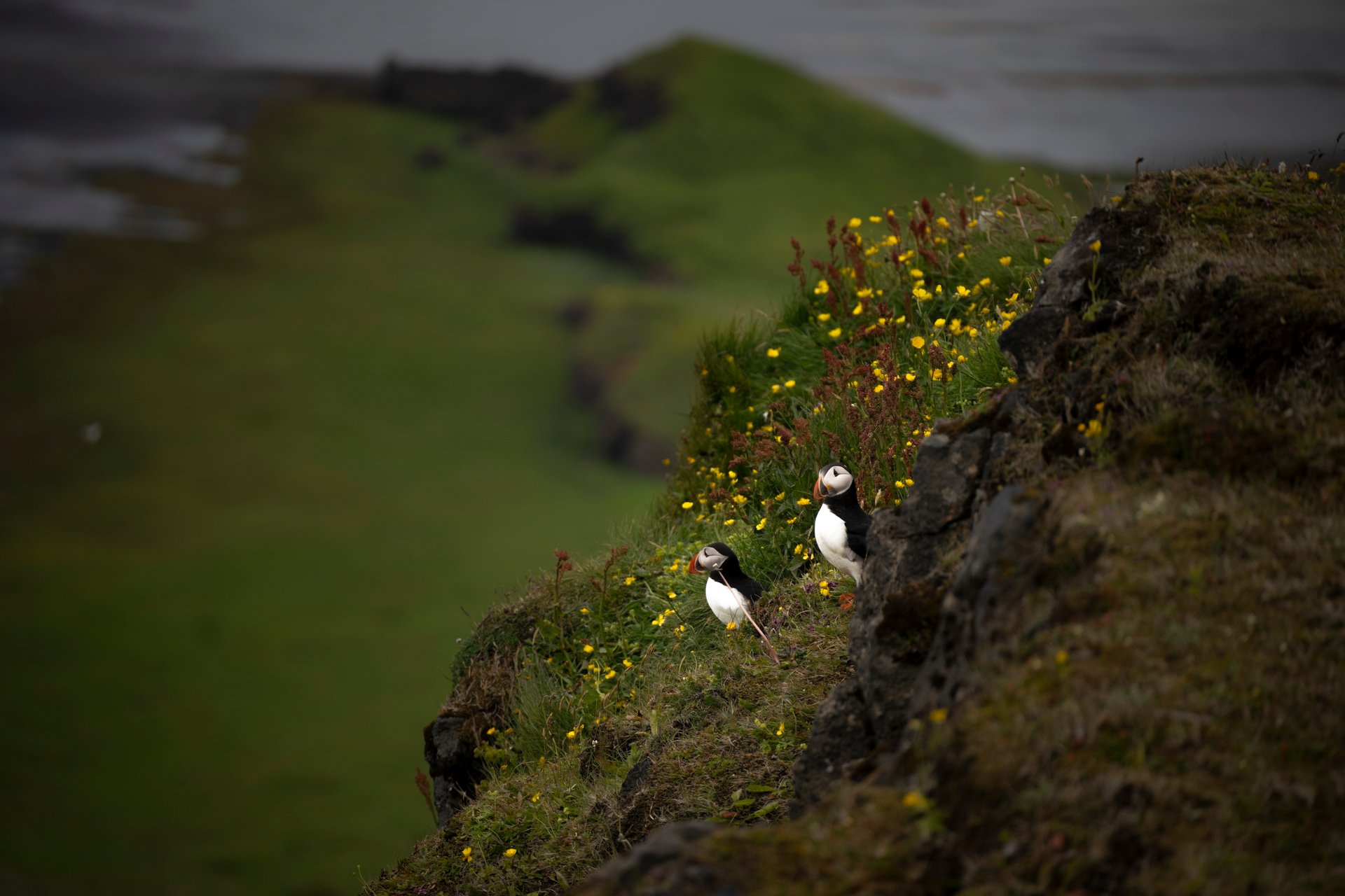Macareux caché parmi les hautes herbes et les angéliques sur une falaise côtière