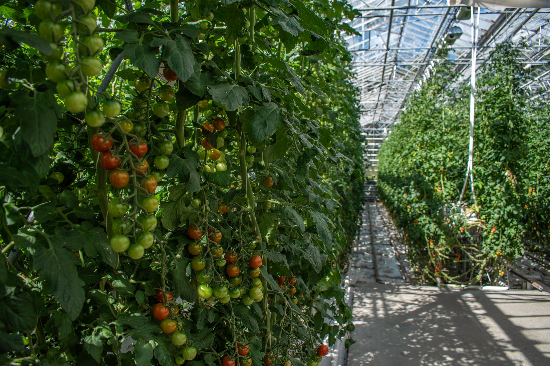 Friðheimar greenhouse restaurant Iceland Golden Circle