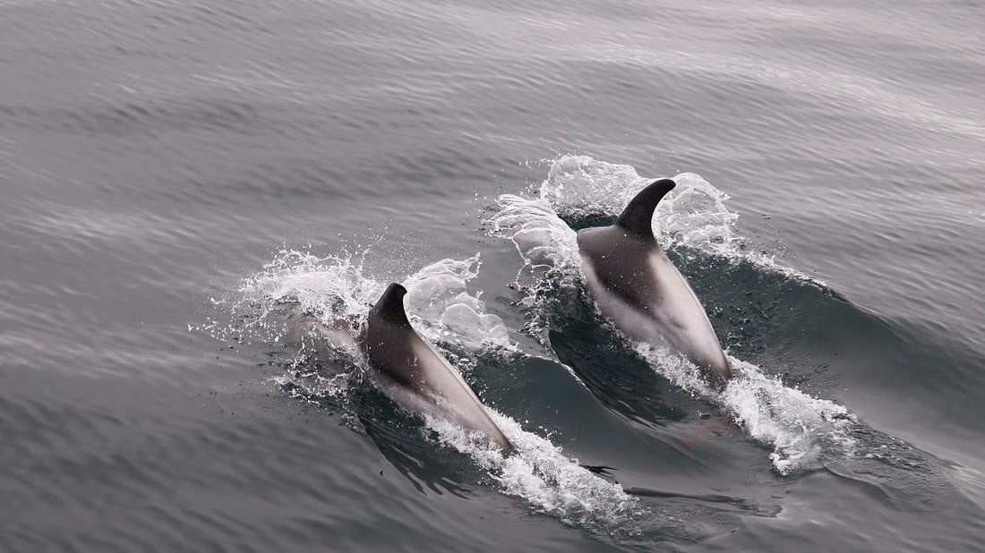 Whale watching tour from Ólafsvík harbor Snæfellsnes Peninsula