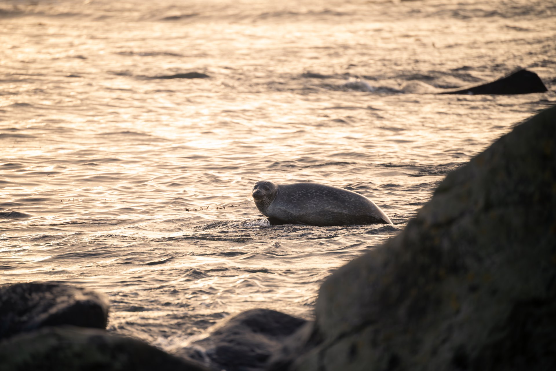Ytri-Tunga seal colony golden sand beach Snæfellsnes Iceland