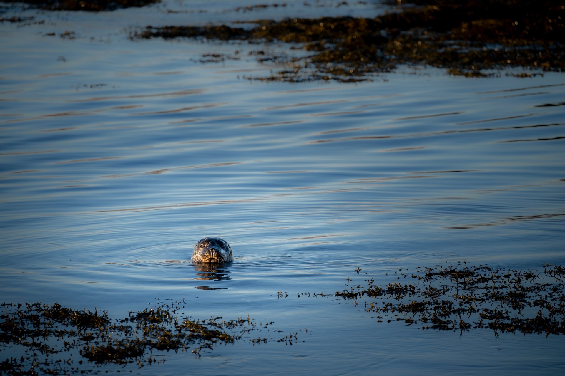 Seals resting on Ytri-Tunga beach Iceland