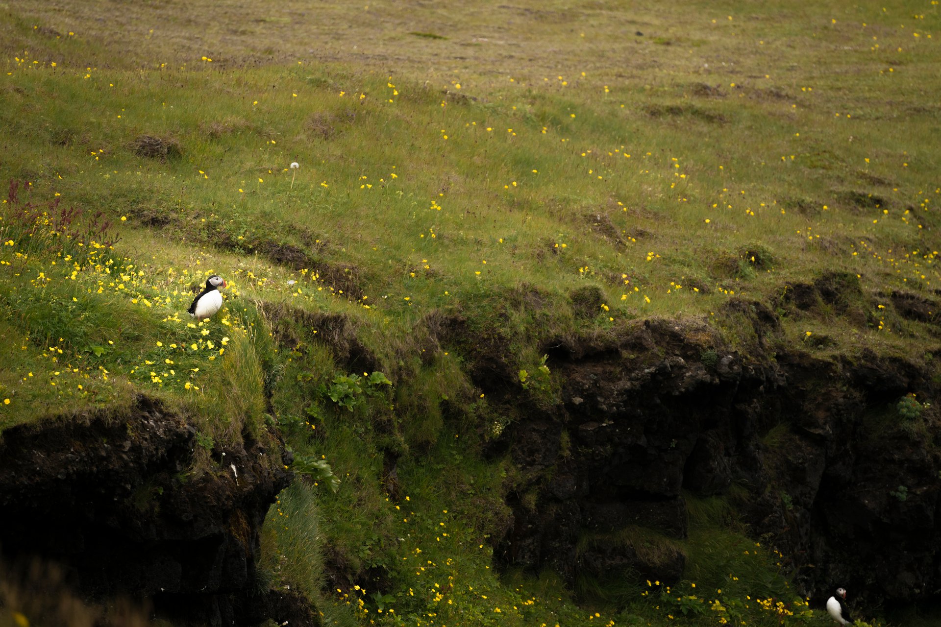 Puffins on cliff Iceland Atlantic puffin colony