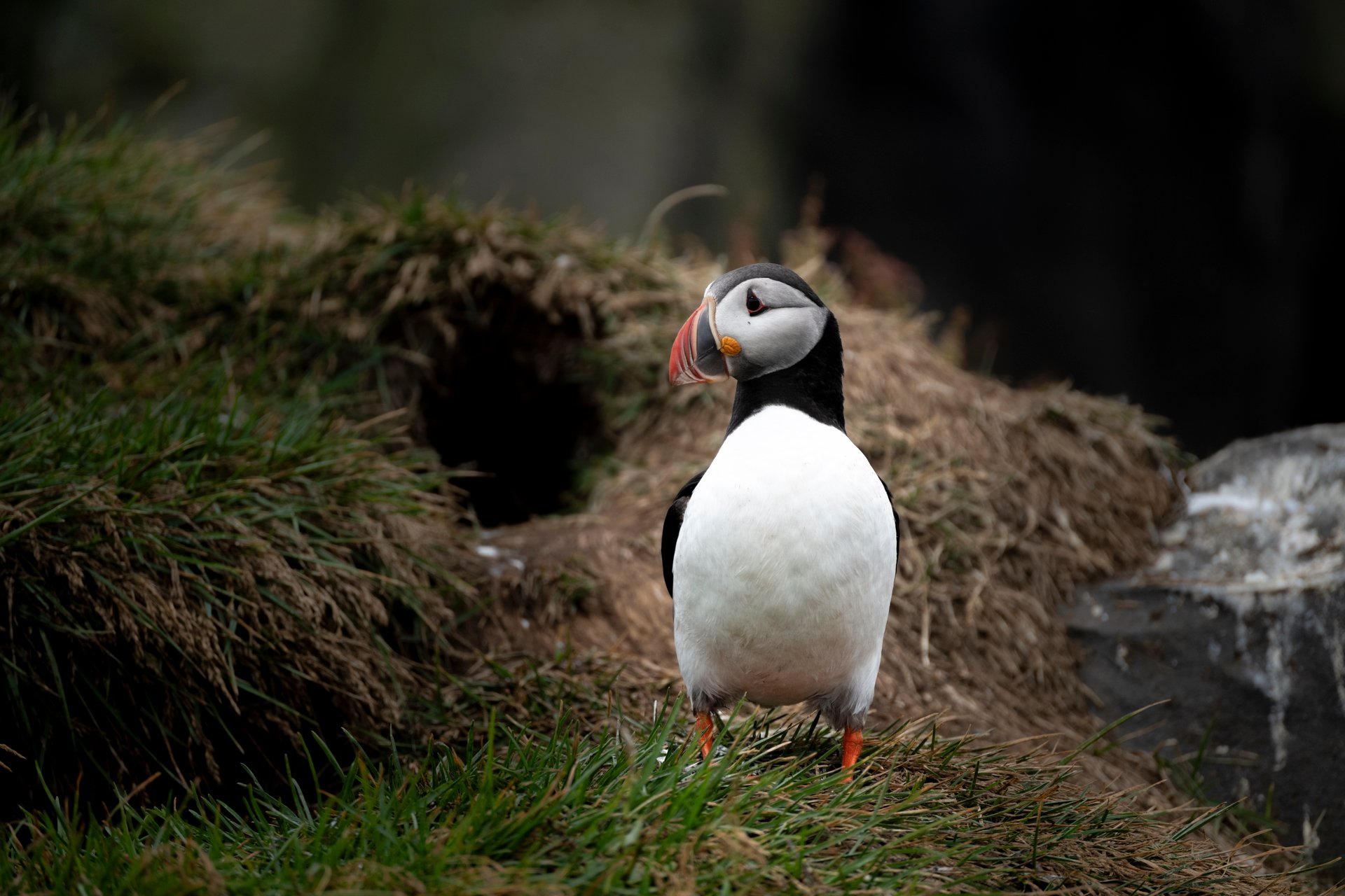 Atlantic puffin in Iceland during summer breeding season
