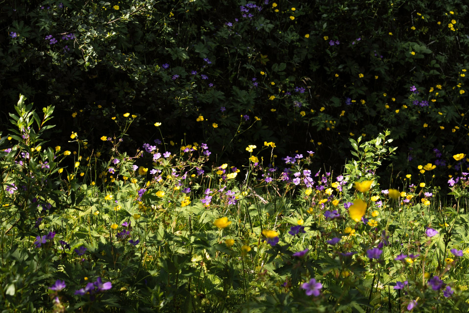 Green Icelandic landscape with wildflowers and lush vegetation