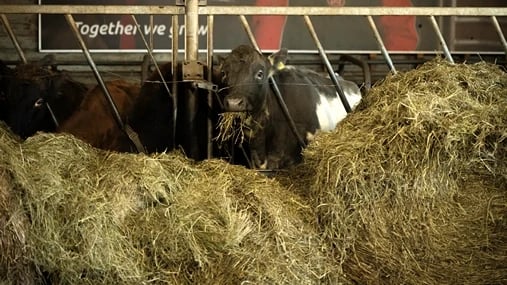Continental divide at Þingvellir National Park