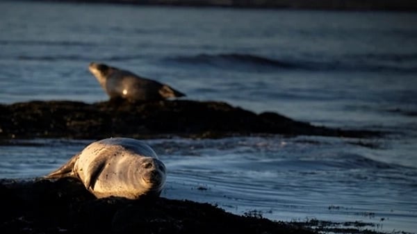 Malariff Lighthouse coastal cliffs on Snæfellsnes Peninsula