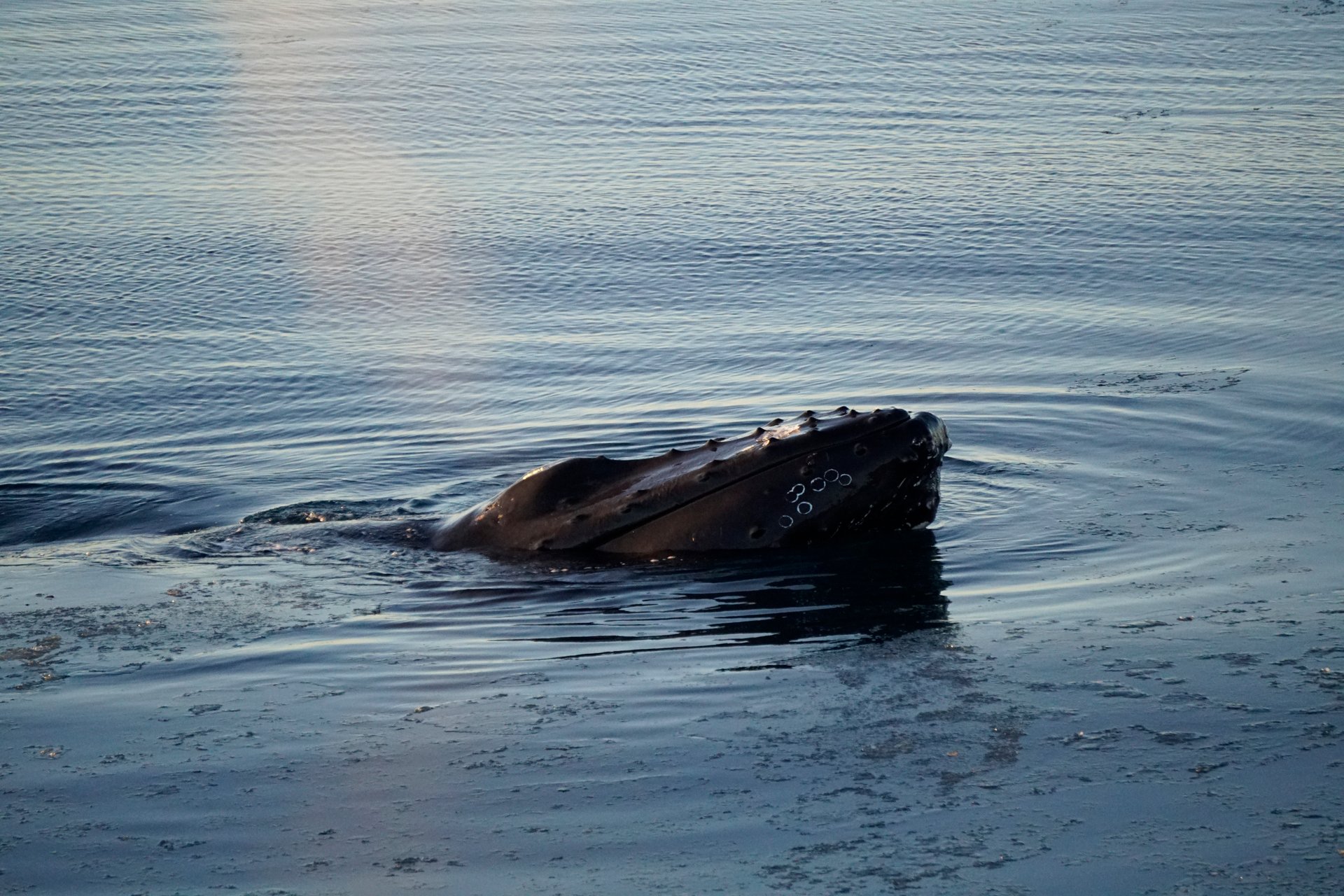 Whale watching from modern vessel in Faxaflói Bay Reykjavík