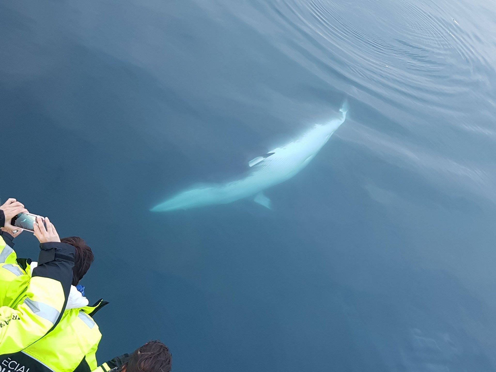 Minke whale surfacing during Reykjavík whale watching cruise