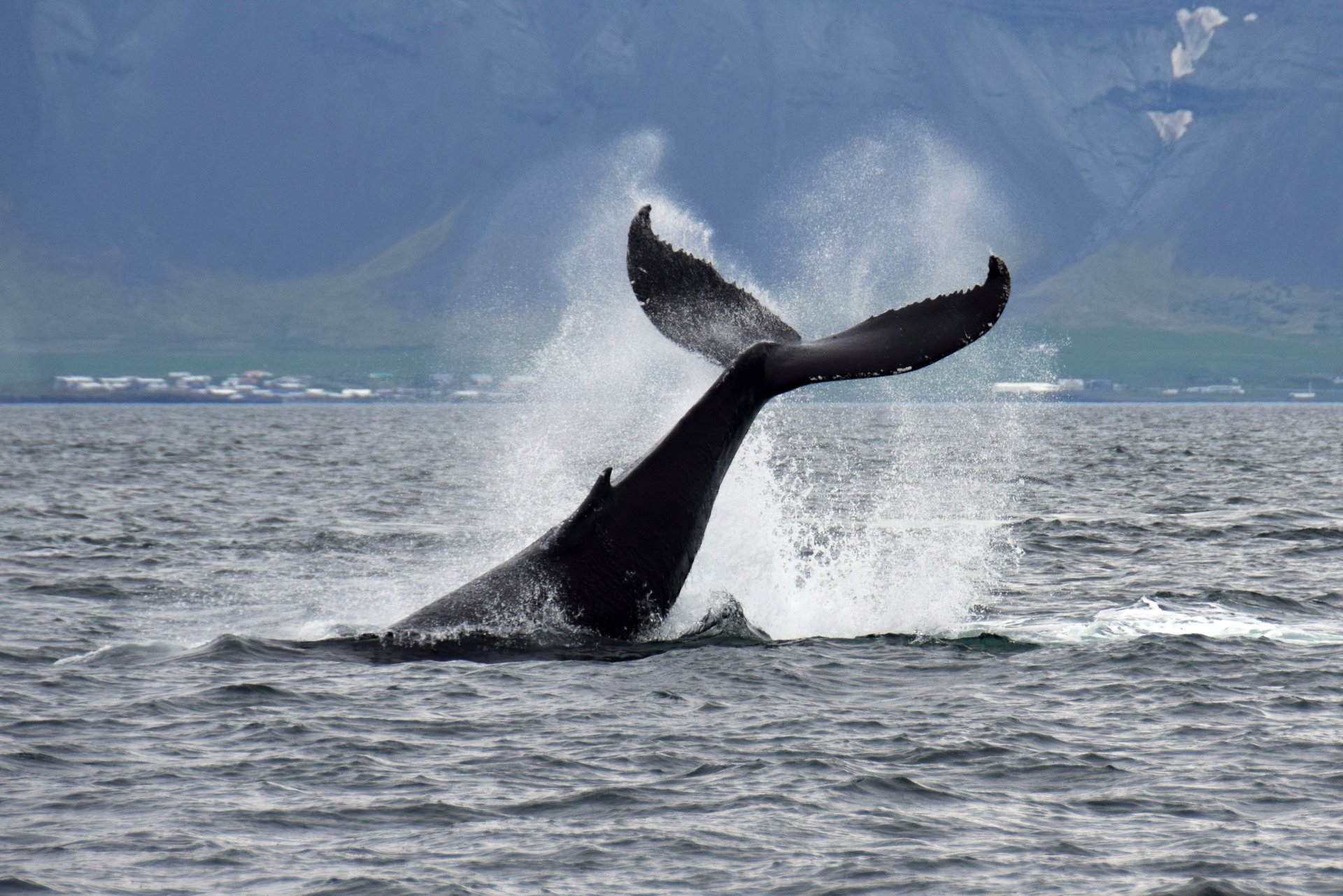 Humpback whale encounter on classic cruise from Old Harbor