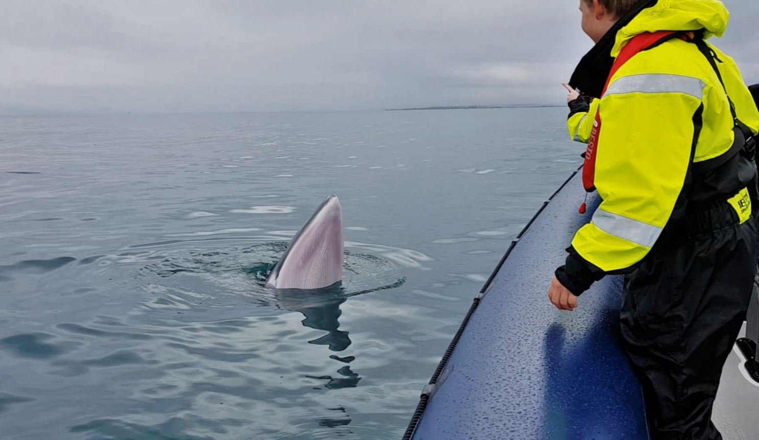 High-speed RIB boat whale watching adventure departing Reykjavík Old Harbor