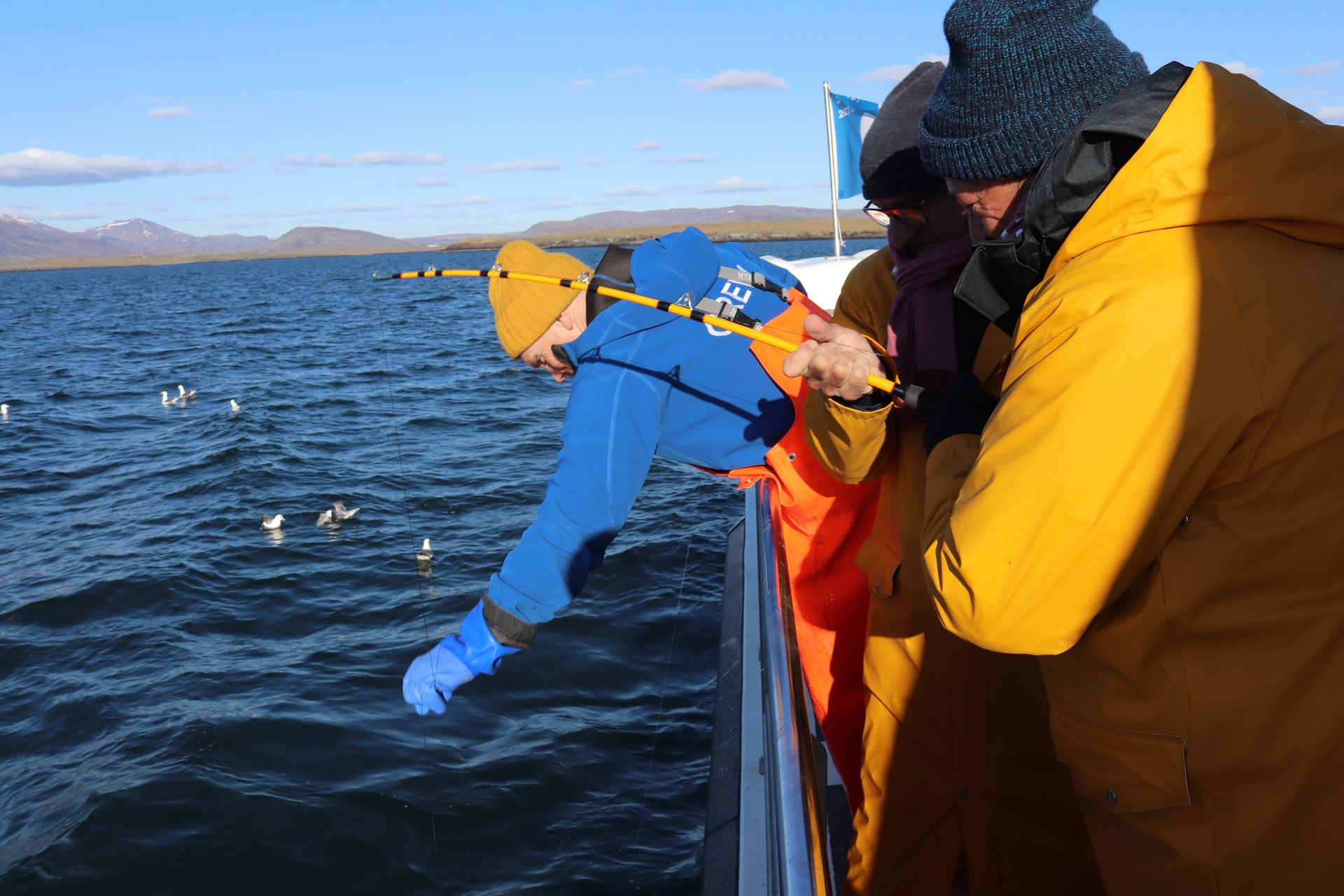 Humpback whale breaching during whale watching sea angling tour Reykjavík