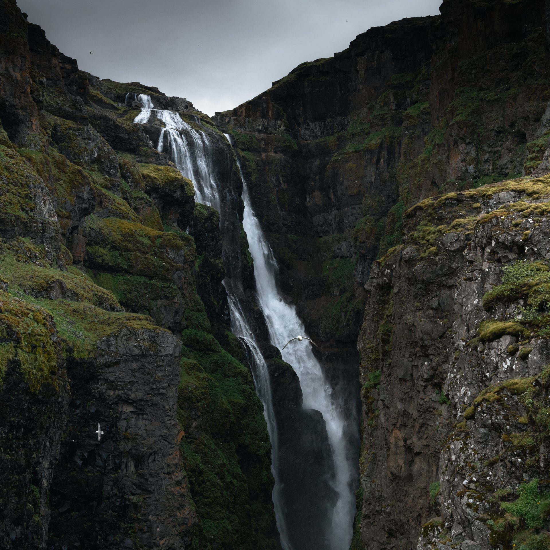 Highland vegetation and Arctic flowers along Glymur hiking trail