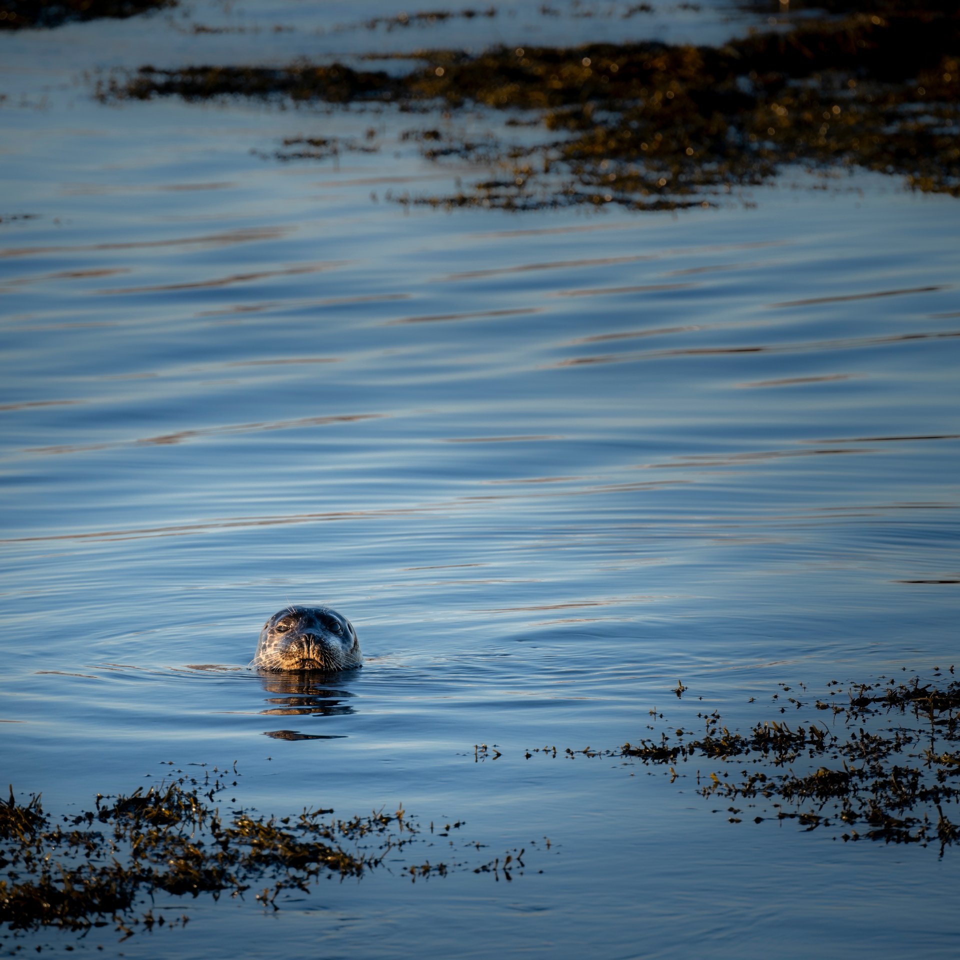 Dramatic Atlantic waves crashing against basalt cliffs