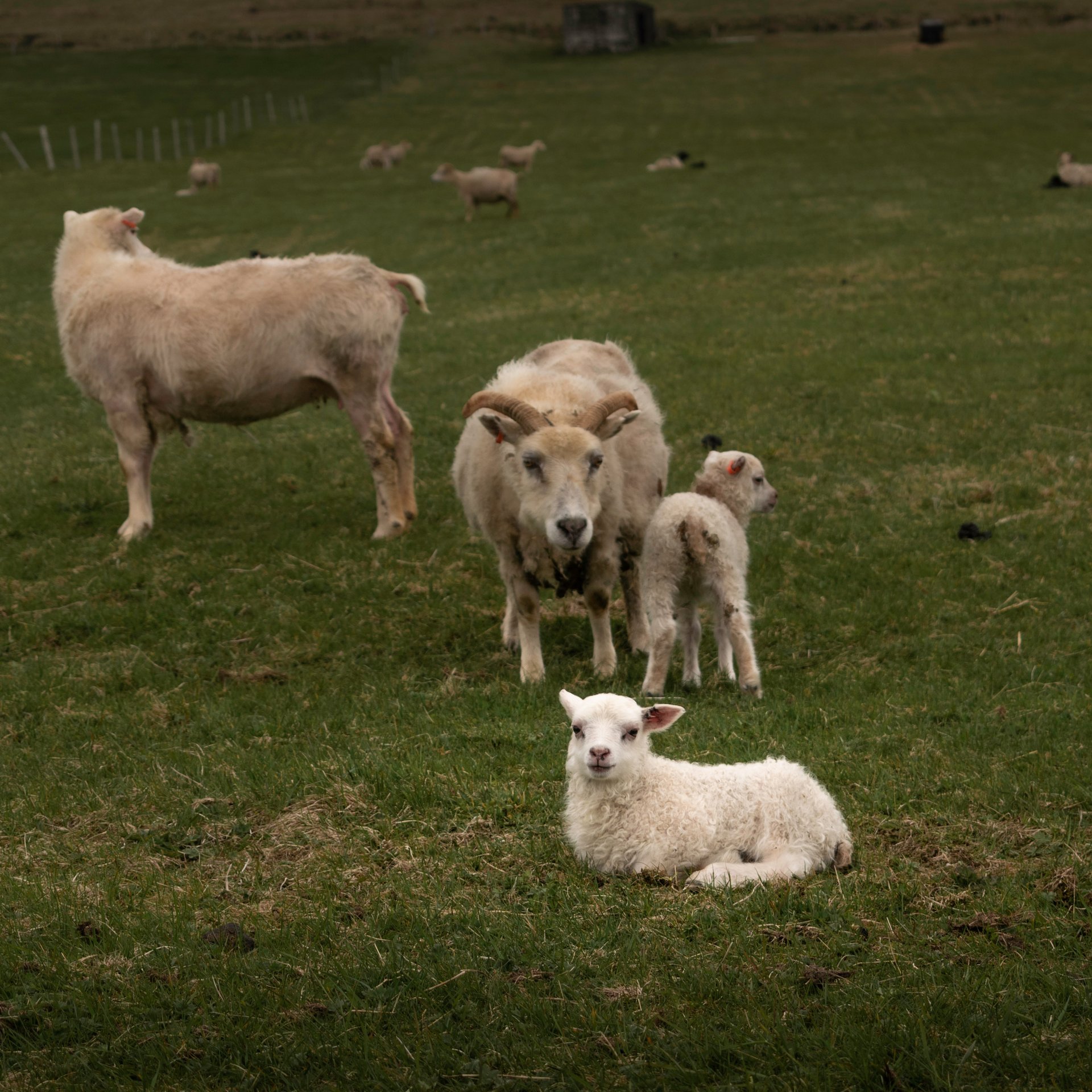 Island hiking trails with ocean views and volcanic formations