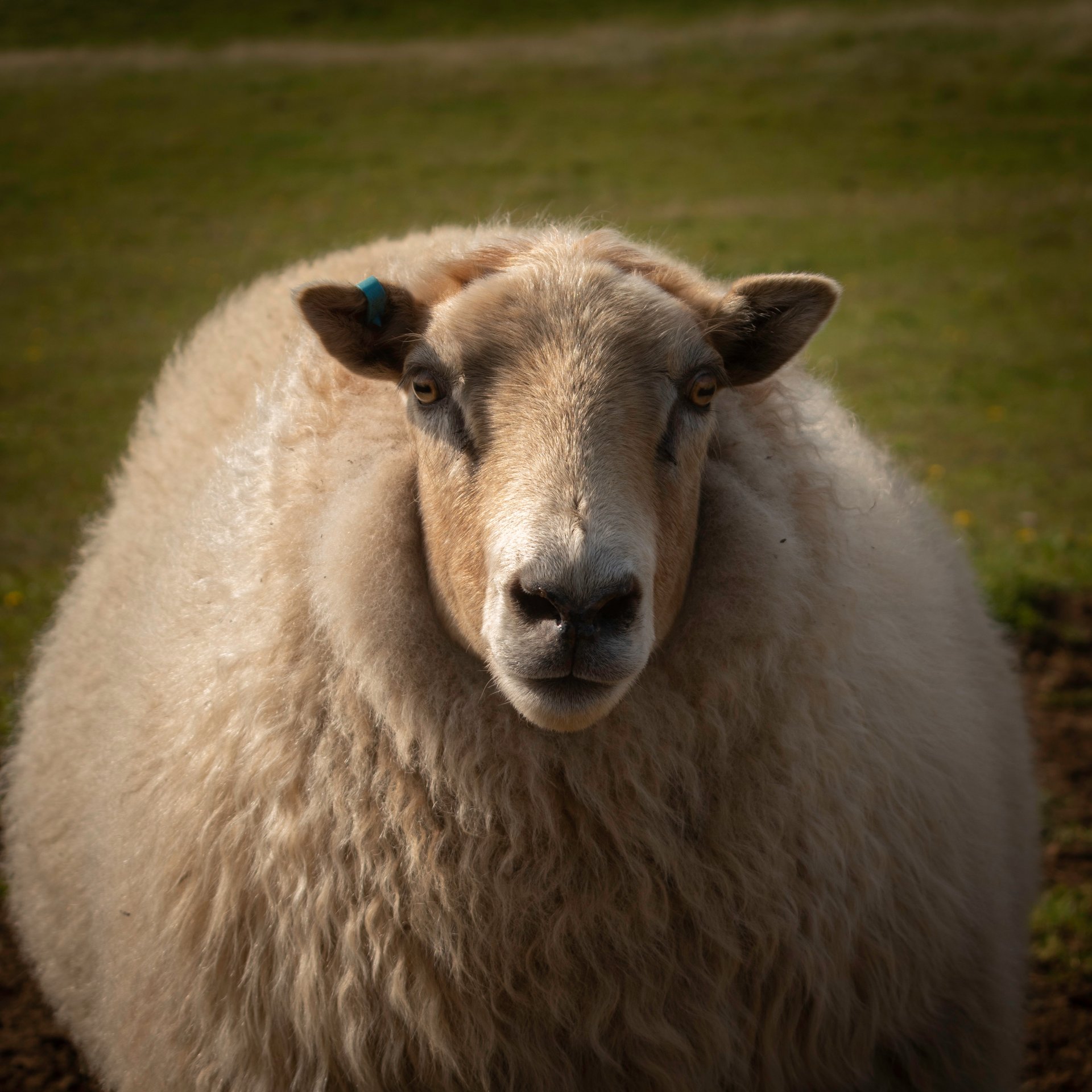 Seabird colonies on dramatic Westman Islands cliffs