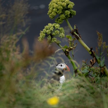 Dettifoss cascade la plus puissante Europe cascade tonnante
