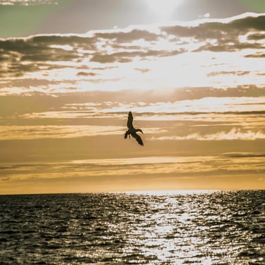 Akureyri capitale nord avec maisons colorées et église