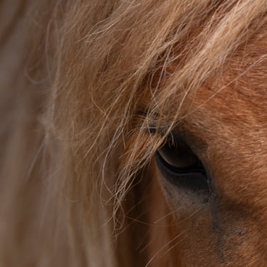Snorkeling in Silfra fissure