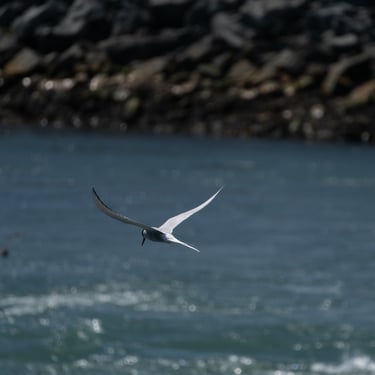 Boat tour among icebergs