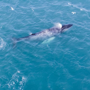 Mývatn Nature Baths geothermal lagoon relaxation