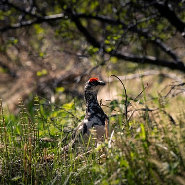 Évents de vapeur géothermique à Landmannalaugar
