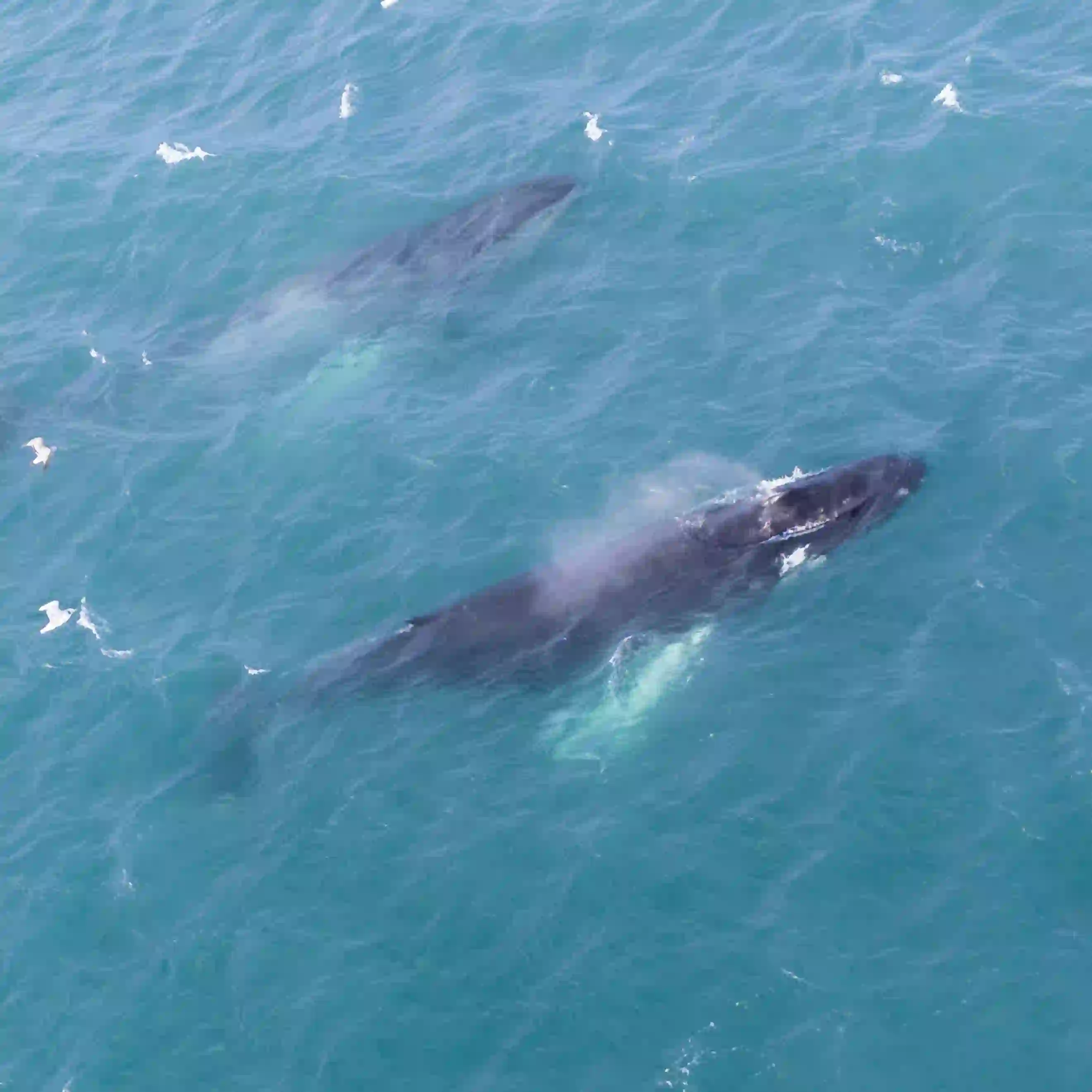 Tour observation baleines depuis Akureyri avec observation baleine à bosse