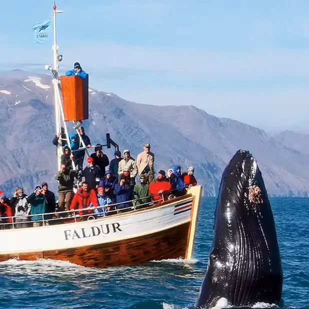 Expédition observation baleines depuis port Húsavík dans le nord Islande