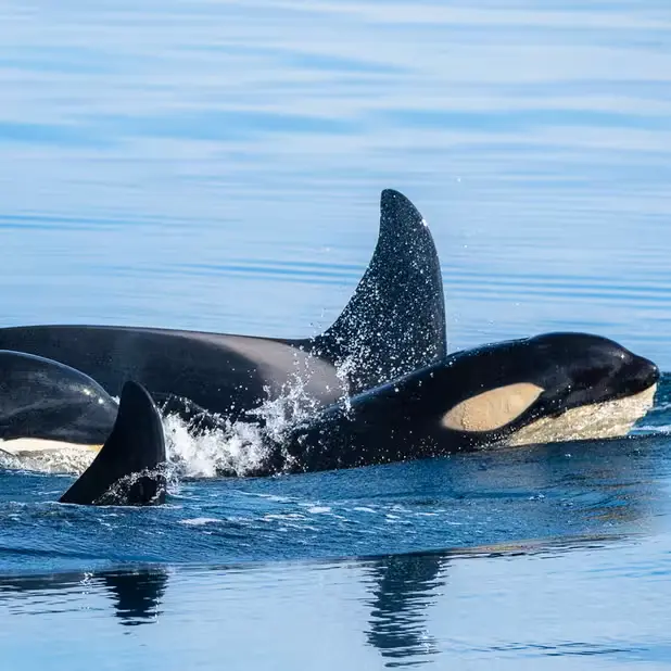 Whale watching boat tour from Ólafsvík harbor with orcas and humpback whales